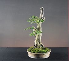 privet bonsai